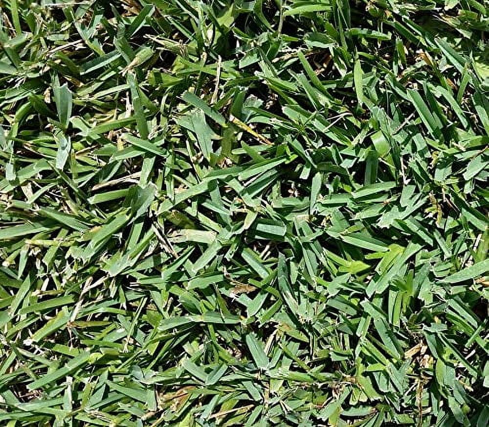 Ranch St Augustine Floratam Grass Plugs 2 Trays