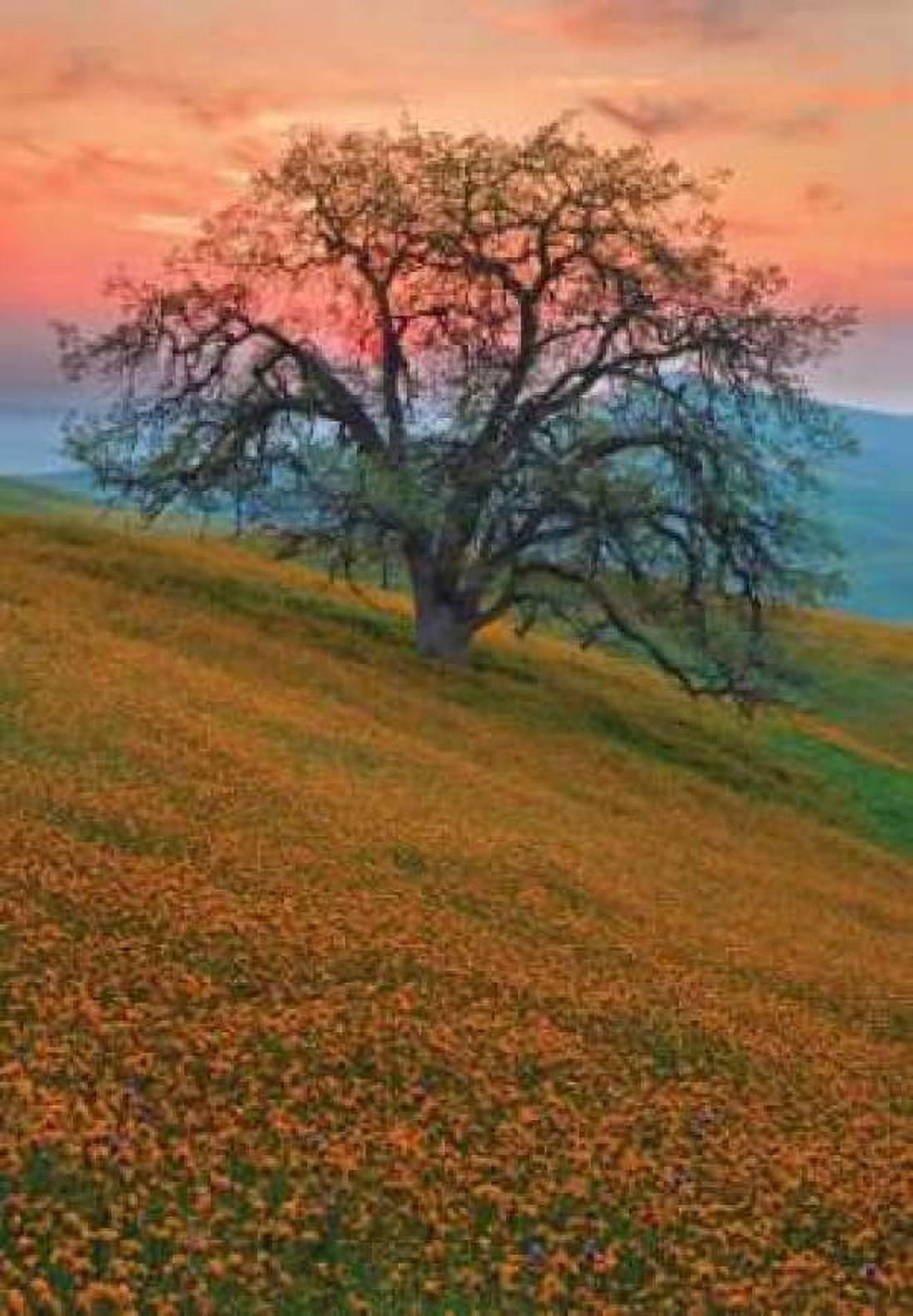 Rancheria Canvas Art - Mark Geistweite (20 x 28)