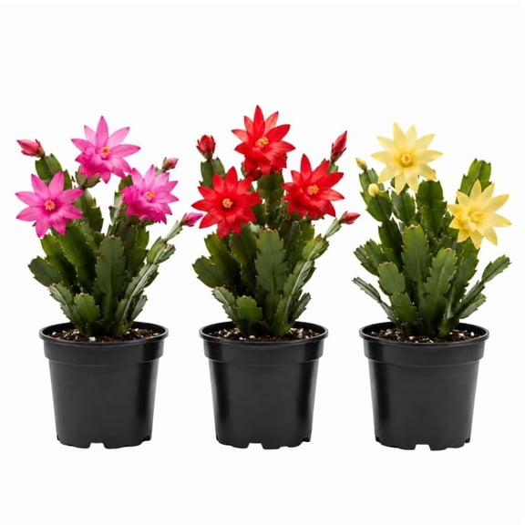 Random Easter Cactus Plant Live 4-6 Inches, Vibrant Spring Bloomer for Indoor Decor, Patio Pots, Ready to Grow