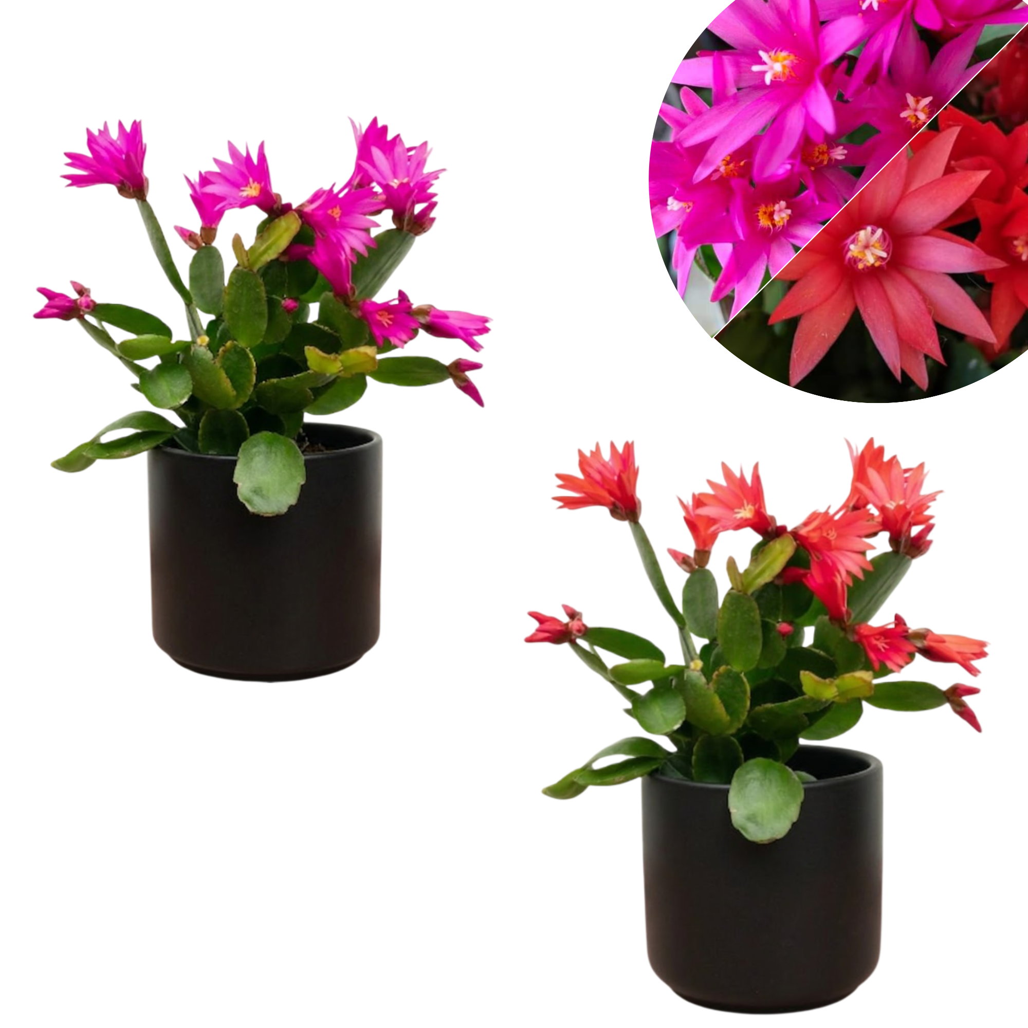 Random Easter Cactus Plant Live for Planting, Spring Blooming Flowering Succulent Plant for Indoor Houseplant in 2 Inch Pot (Red or Pink)