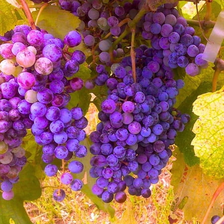 Random Grape Vines Live Plants for Planting, 5-10" Grape Tree for Outdoor Garden, Dormant in Winter, Cold Hardy, Sweet Flavor