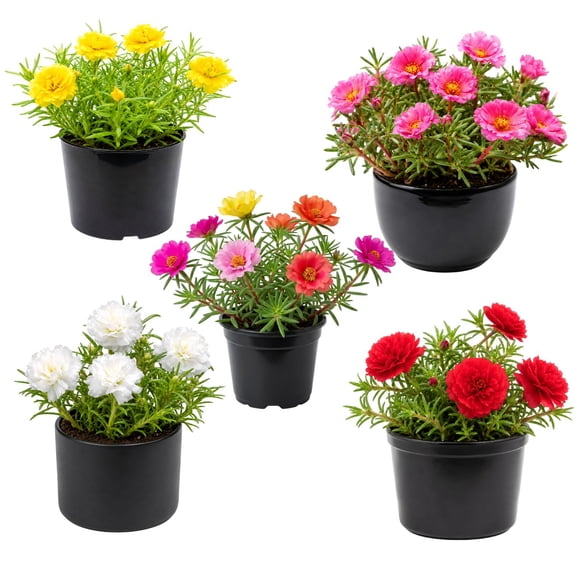 Random Moss Rose Live Plant, Mixed Color 4 Inch Pot, Ground Cover Flower Annual