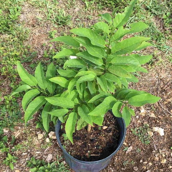 Random Sugar Apple Tree Live Plant, 2-3 Ft in One Gallon Pot, 2 Years Old Tree Annona Squamosa Soursop Like, Outdoor Spring Tropical Fruit Planting, No CA