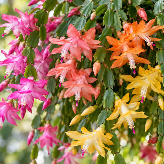Random Thanksgiving Christmas Cactus Plants Live Holiday Cactus Plant ...