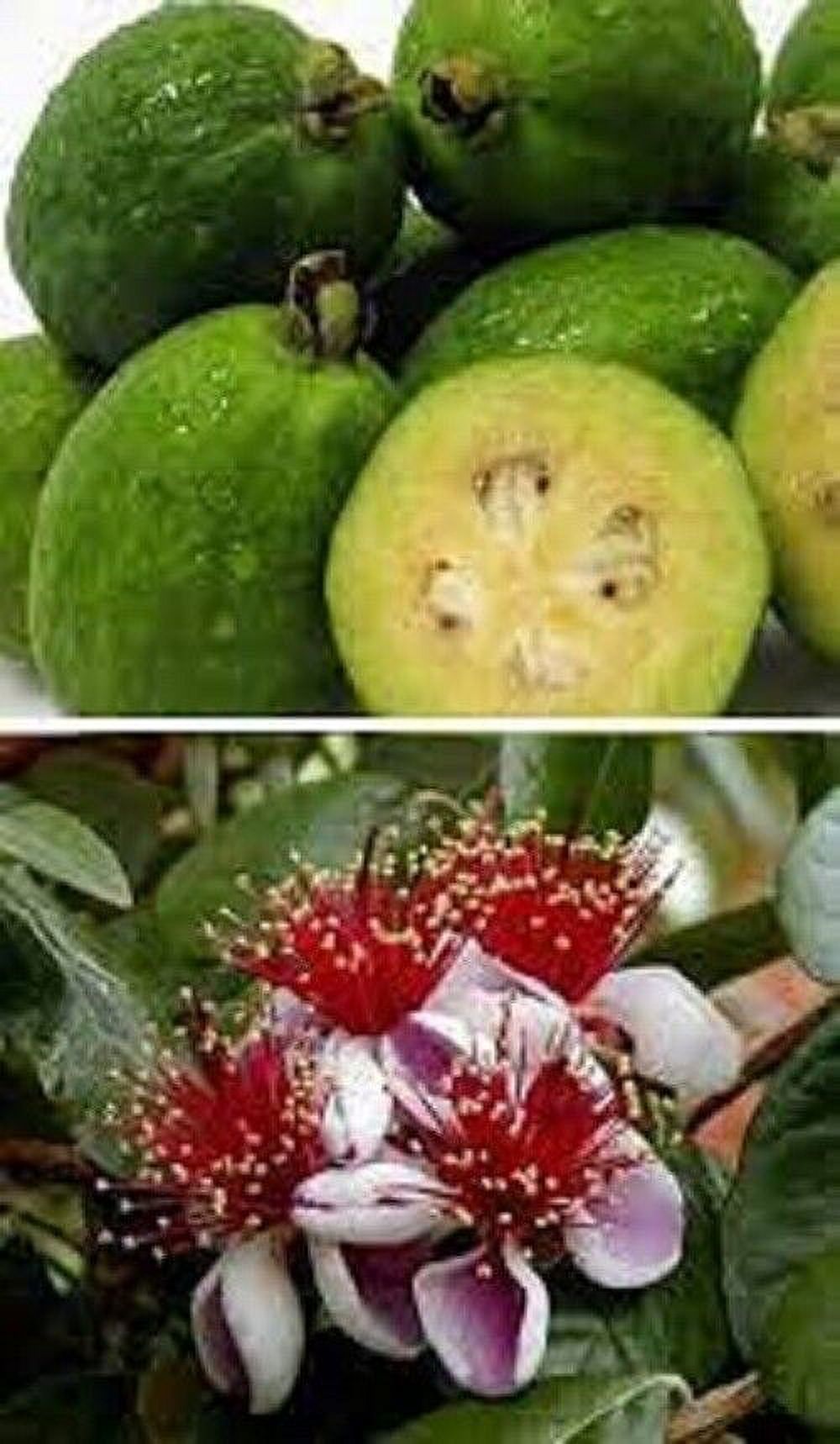 Rannaya (Nikita) Pineapple Guava 3 cuttings Feijoa sellowiana
