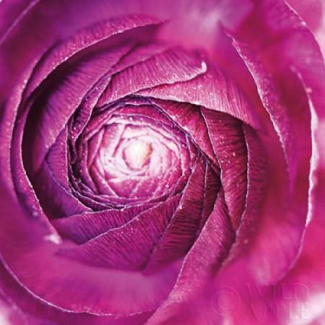 Ranunculus Abstract I Color Canvas Art - Laura Marshall (24 x 24)