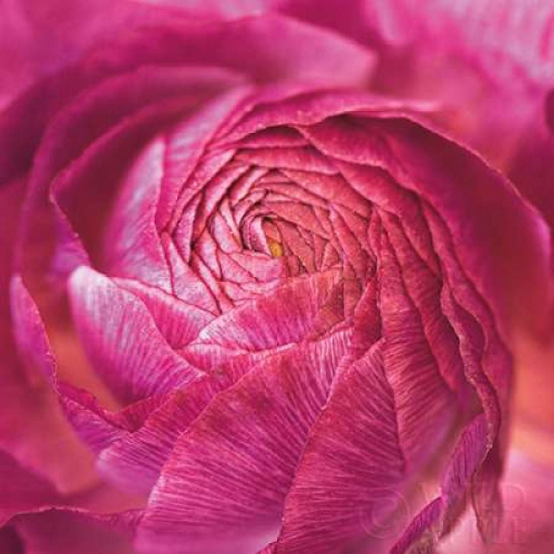 Ranunculus Abstract II Color Canvas Art - Laura Marshall (24 x 24)
