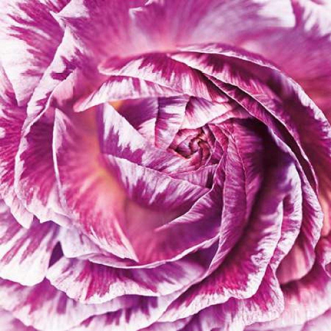 Ranunculus Abstract IV Color Canvas Art - Laura Marshall (24 x 24)
