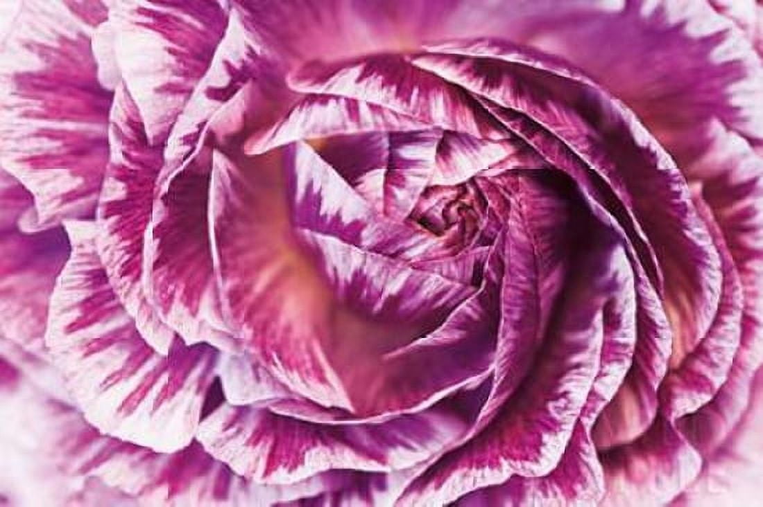 Ranunculus Abstract VI Color Canvas Art - Laura Marshall (20 x 28)