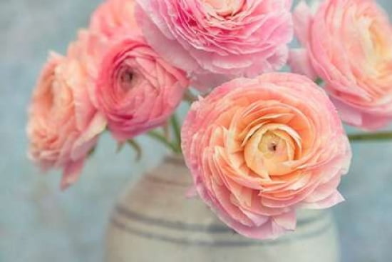 Ranunculus Bouquet Canvas Art - Cora Niele (12 x 18)