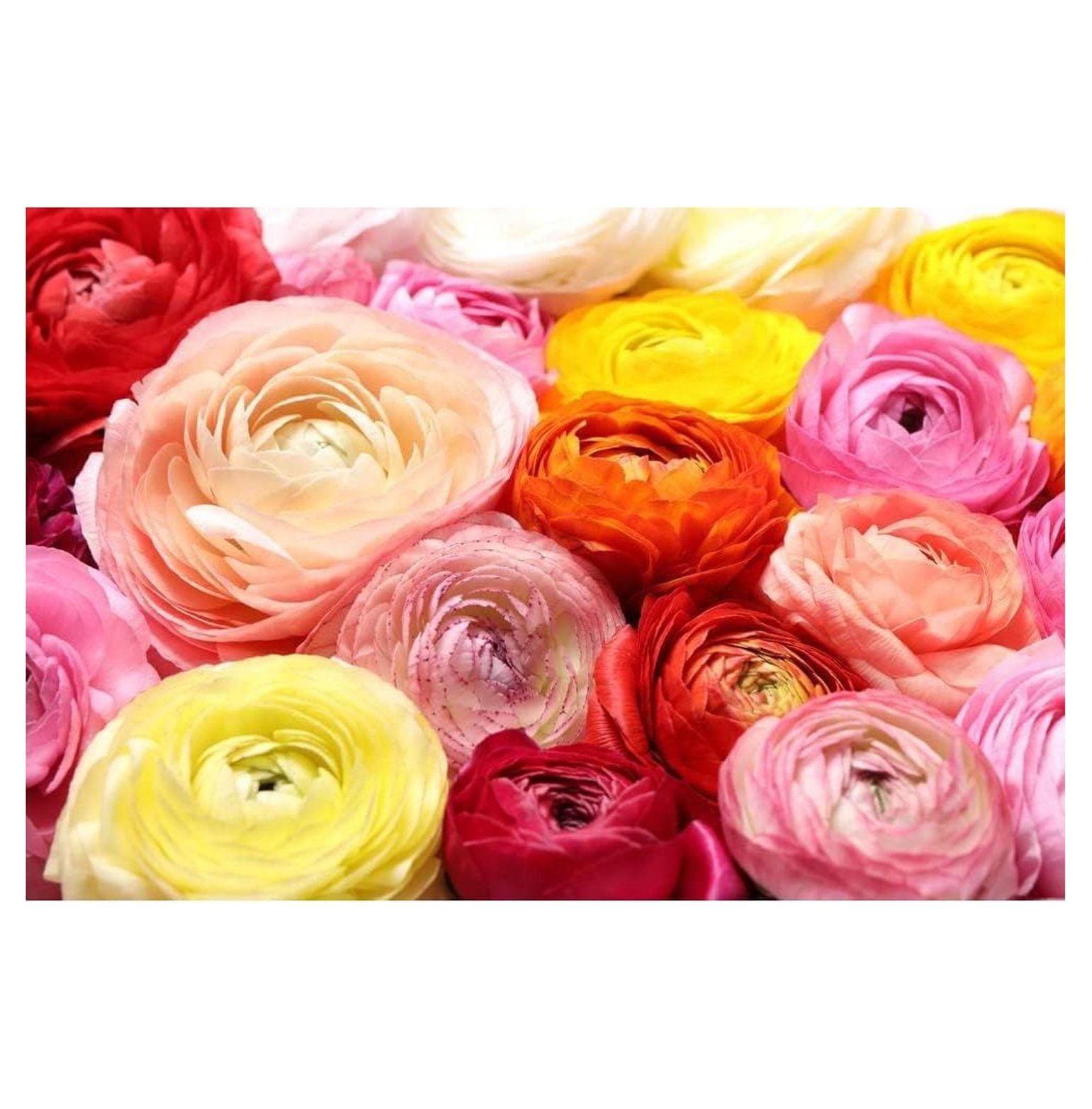 Ranunculus Bulbs for Planting Buttercup Flower Plant in Gardens