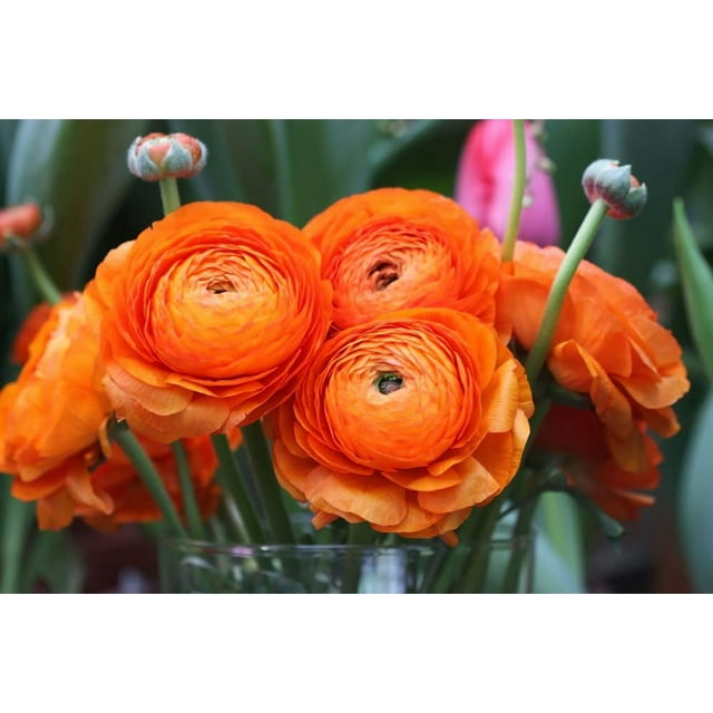 Ranunculus Bulbs for Planting Buttercup Flower Plant in Gardens, Containers & Flowerbeds