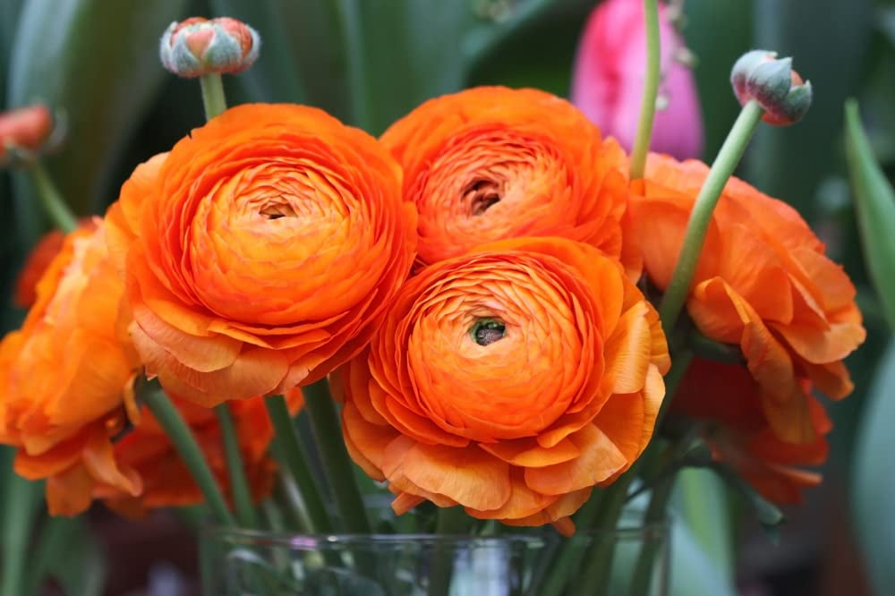 Ranunculus Bulbs for Planting Buttercup Flower Plant in Gardens, Containers & Flowerbeds