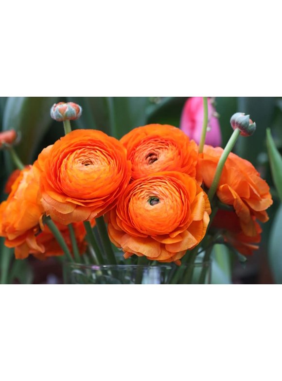 Ranunculus Bulbs in Plant Bulbs