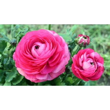 Blue Buddha Farm: Toucan Tango Bearded Iris Bulb - Easy to Grow Outdoor ...