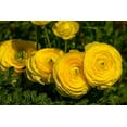 Ranunculus Bulbs for Planting Buttercup Flower Plant in Gardens, Containers & Flowerbeds