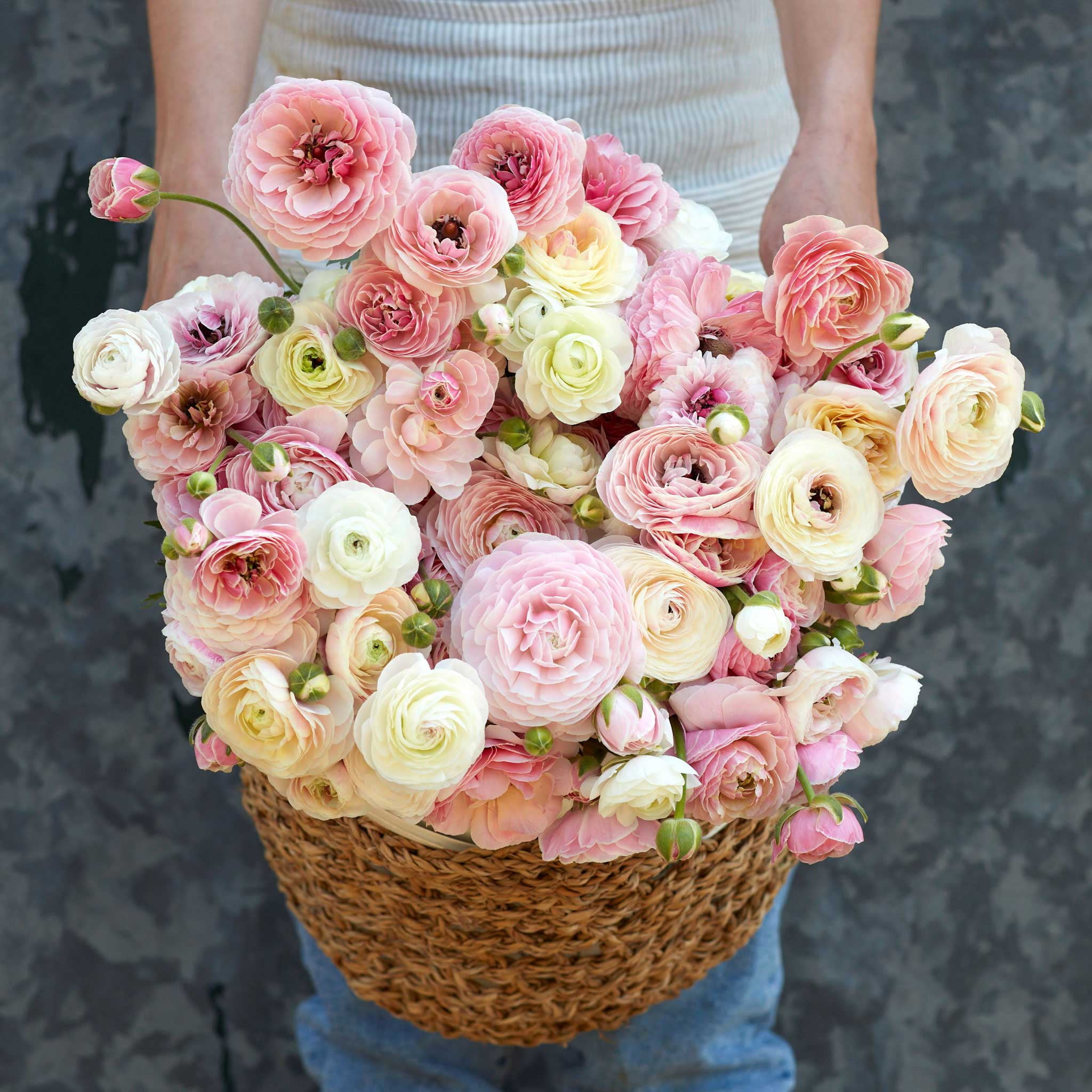 Ranunculus bulbs 2024