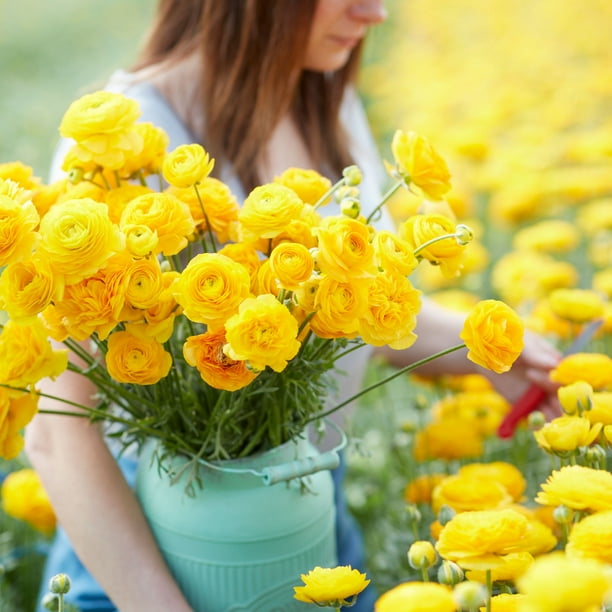 Ranunculus Bulbs - Yellow - 40 Bulbs - Yellow Flower Bulbs, Corm ...