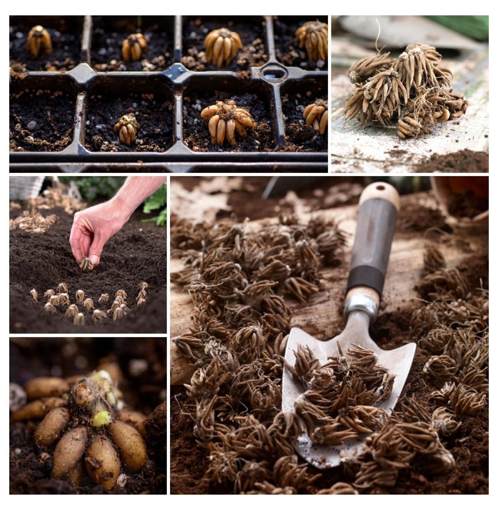 Ranunculus Bulbs for Planting, 25 White Ranunculus Bulbs for Fall Planting, French Peony