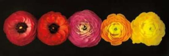 Ranunculus Canvas Art - Assaf Frank (8 x 24)