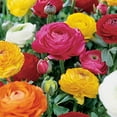 thumbnail image 1 of Ranunculus Mix - 20 Bulbs, 1 of 1
