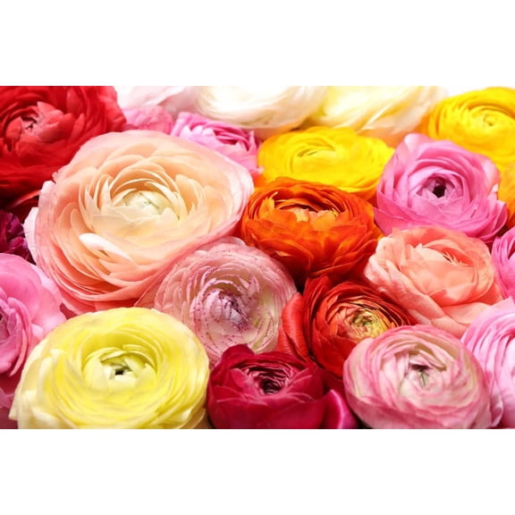 Ranunculus Mix Color Bulbs for Planting - Ships from Iowa, USA (20 Bulbs)