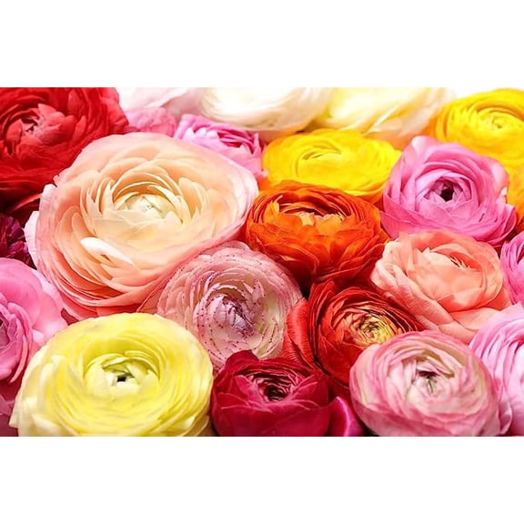Ranunculus Mix Peony Planting Bulbs (20 Count), Big Healthy Bulbs Ideal for Mass Planting