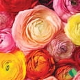 thumbnail image 1 of Ranunculus Mix, 1 of 8