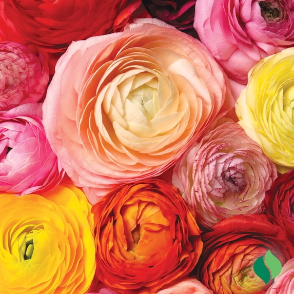 Ranunculus Mix