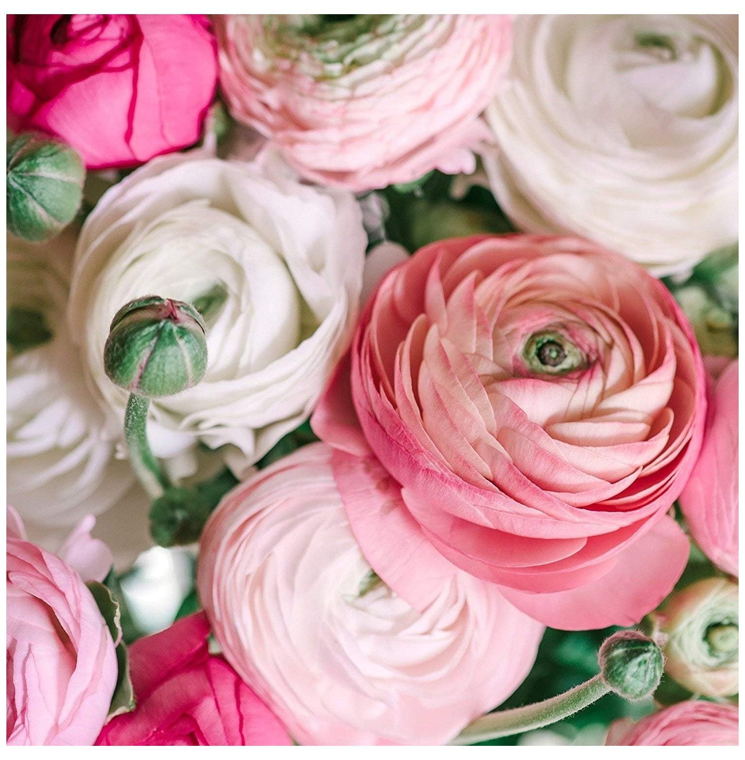 Ranunculus Pastel Mix Persian Buttercup Bulbs (Not Seeds) 10 XL