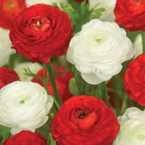 Ranunculus Peppermint Twist Ranunculus Duet (30 Bulbs)