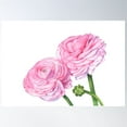 thumbnail image 1 of Ranunculus Poster Wall Art, Modern Wall Decor For Living Room Bedroom, 12x18 UNFRAMED, 1 of 3