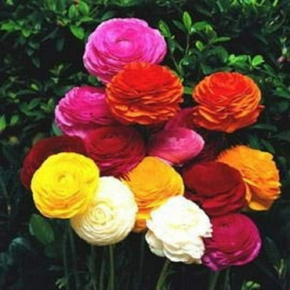 Ranunculus Rainbow Mix - Persian Buttercup Bulbs (Not Seeds) -10 Bulbs