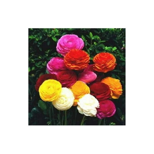 Ranunculus Rainbow Mix Persian Buttercup Bulbs (Not Seeds) 10 Bulbs