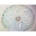 thumbnail image 1 of Ranunculus Root; Cross Section by Go Science Crazy, 1 of 1