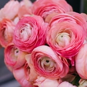 Ranunculus asiaticus Tecolote 'Pink' Persian Buttercups (10 pack), Professional Growers from Easy to Grow