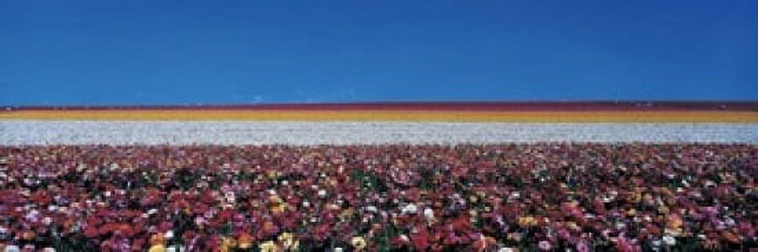 Ranunculus flowers Carlsbad Ranch Carlsbad CA USA Canvas Art - Panoramic Images (18 x 6)