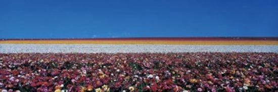 Ranunculus flowers Carlsbad Ranch Carlsbad CA USA Canvas Art - Panoramic Images (36 x 12)