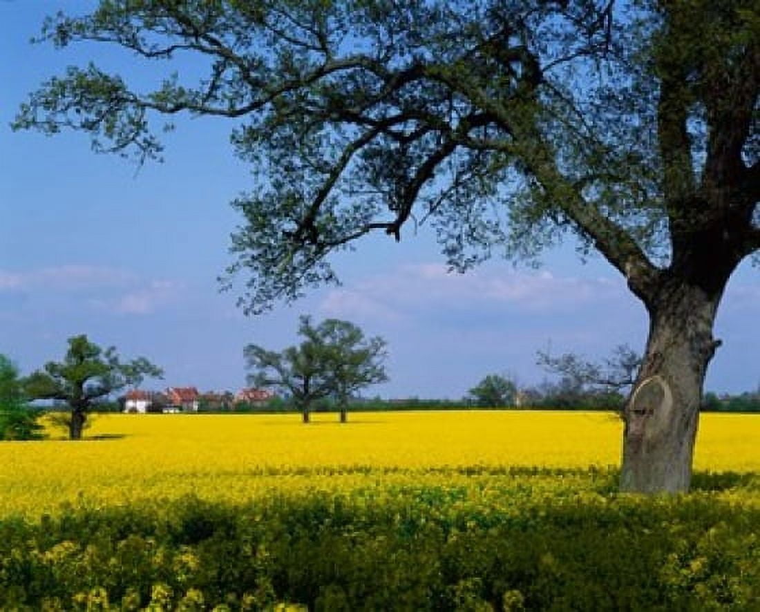 Rape Seed Field Billinghurst Sussex England Canvas Art - Paul Thompson DanitaDelimont (36 x 29)