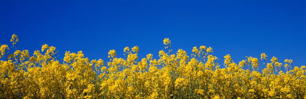 Rape field in bloom under blue sky Canvas Art - Panoramic Images (12 x 36)