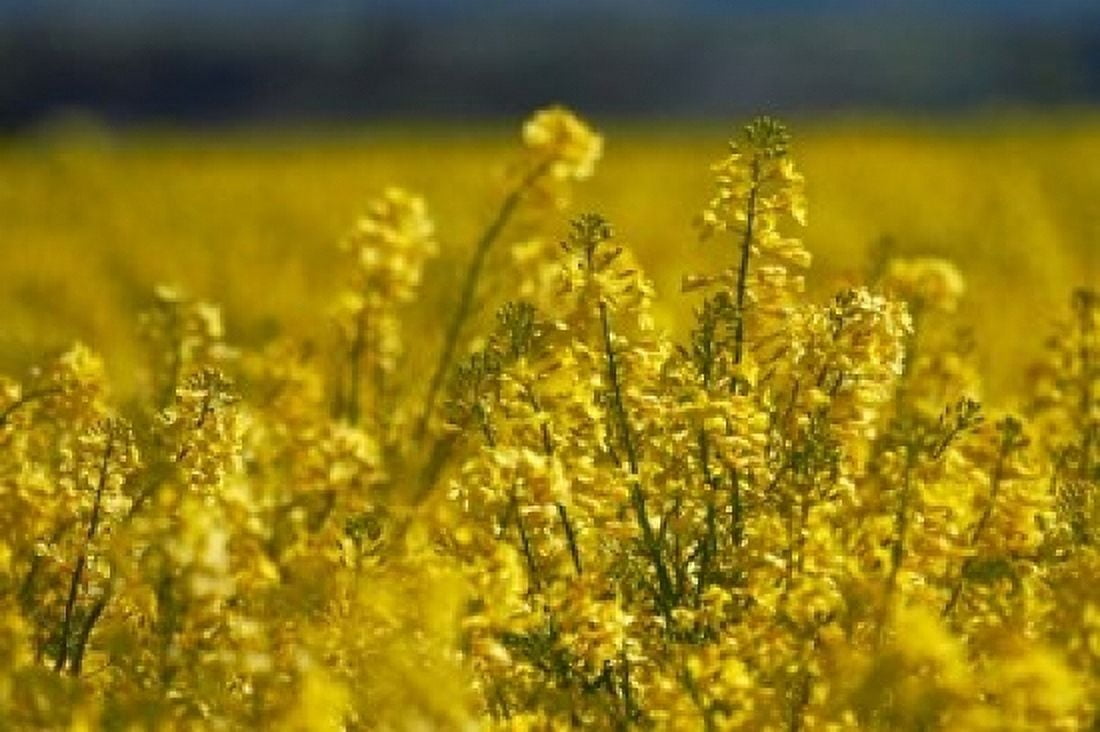 Rapeseed Agriculture South Canterbury New Zealand Canvas Art - David Wall DanitaDelimont (36 x 24)