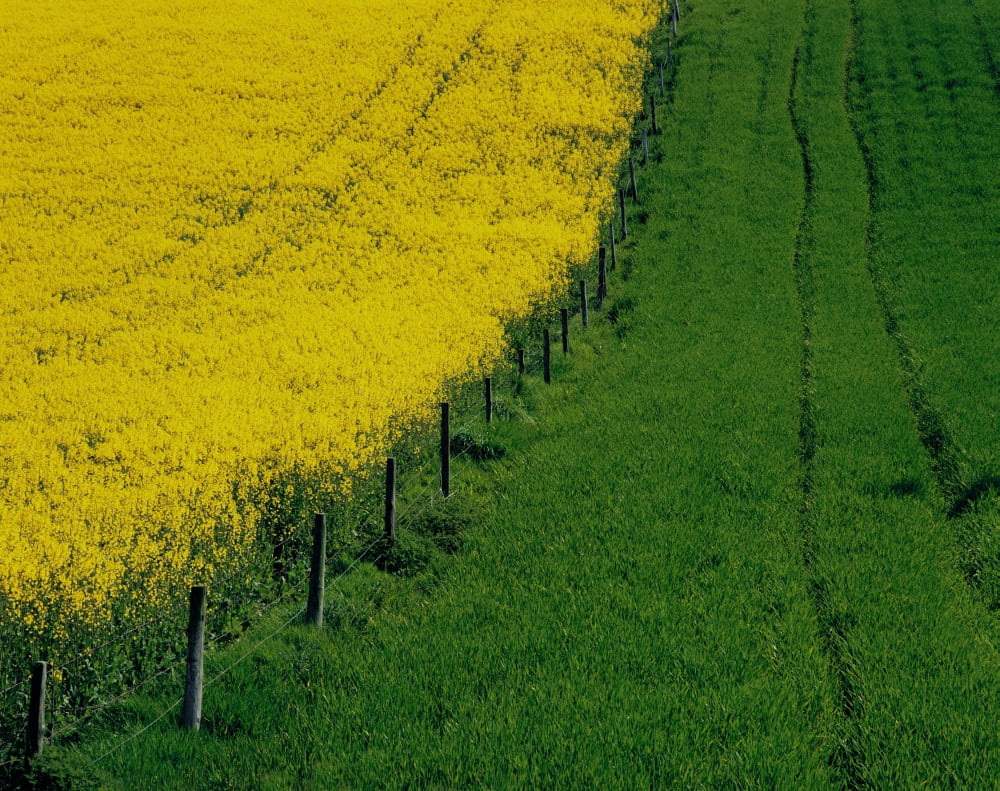 Rapeseed Growing In A Field Ireland Canvas Art - The Irish Image Collection Design Pics (17 x 13)