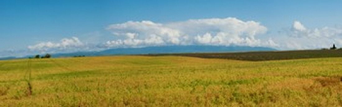 Rapeseed field Route de Manosque Plateau de Valensole Alpes-de-Haute-Provence Provence-Alpes-Cote dAzur France Canvas Art - Panoramic Images (18 x 6)