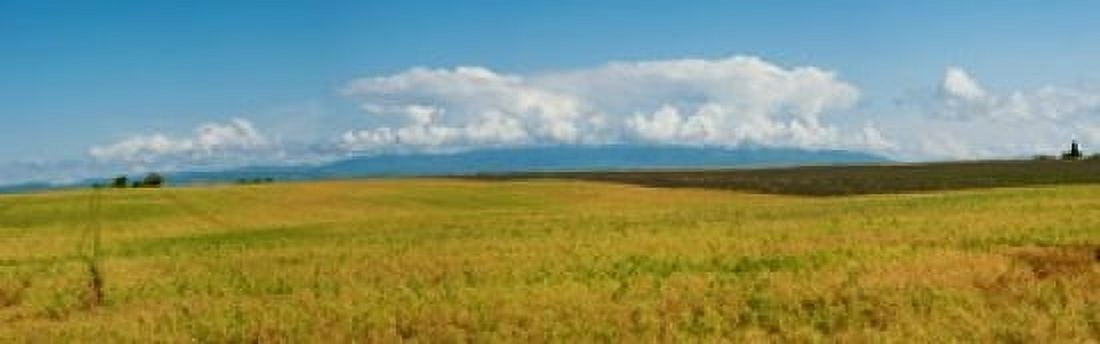 Rapeseed field Route de Manosque Plateau de Valensole Alpes-de-Haute-Provence Provence-Alpes-Cote dAzur France Canvas Art - Panoramic Images (36 x 12)