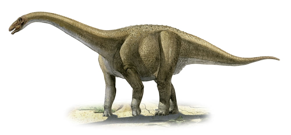 Rapetosaurus krausei a prehistoric era dinosaur Canvas Art - Sergey KrasovskiyStocktrek Images (42 x 20)