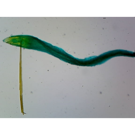 Raphanus Root Tip; Showing Root Hairs and Cap; Whole-mount by Go Science Crazy