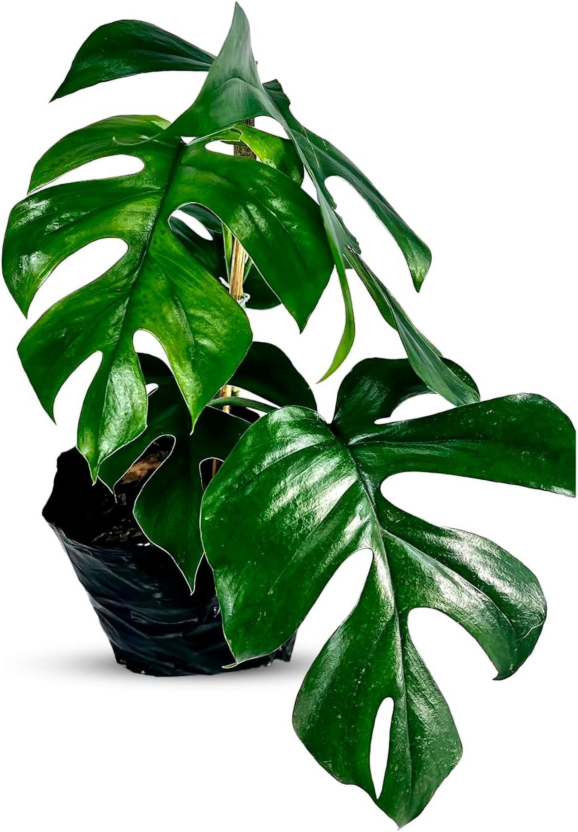 Raphidophora Tetrasperma by LEAL PLANTS ECUADOR Easy to Care and Grow