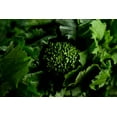 thumbnail image 1 of Rapini Broccoli Rabe Seeds/ Annual/ Full Sun/315 Seeds 1 Gram/ Zellajake Farm and Garden - B117, 1 of 4
