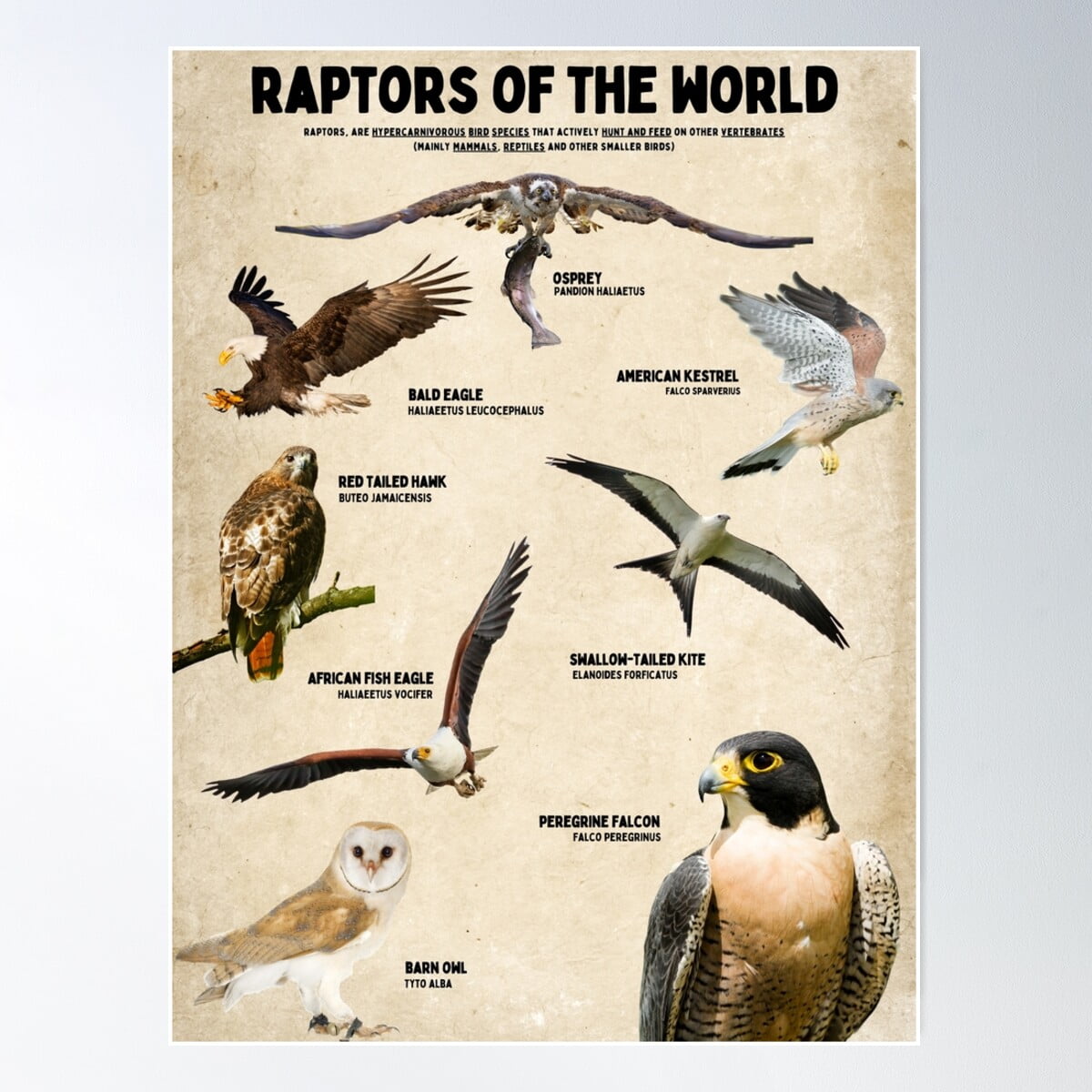 Raptors Of The World Scientific Diagram Poster Birds Of Prey Poster ...