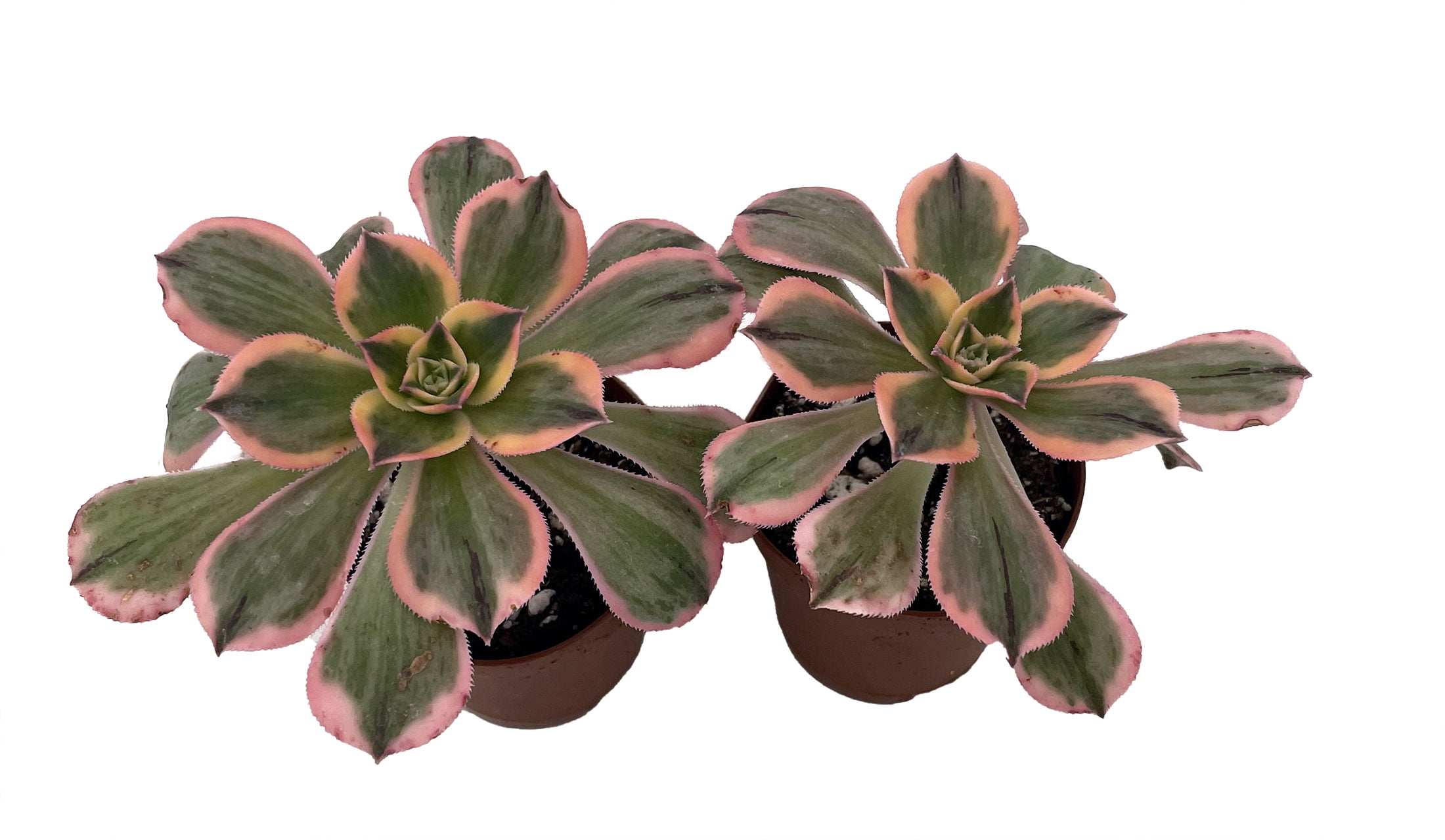 artificial hanging plants with pots Bulk 4th of July DIY Artificial Hanging Plants Flowers Basket Plants UV  Resistant Wholesale